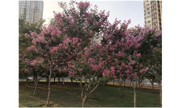 夏秋季節(jié)，錫城首次驚現(xiàn)紫薇花開(kāi)美景